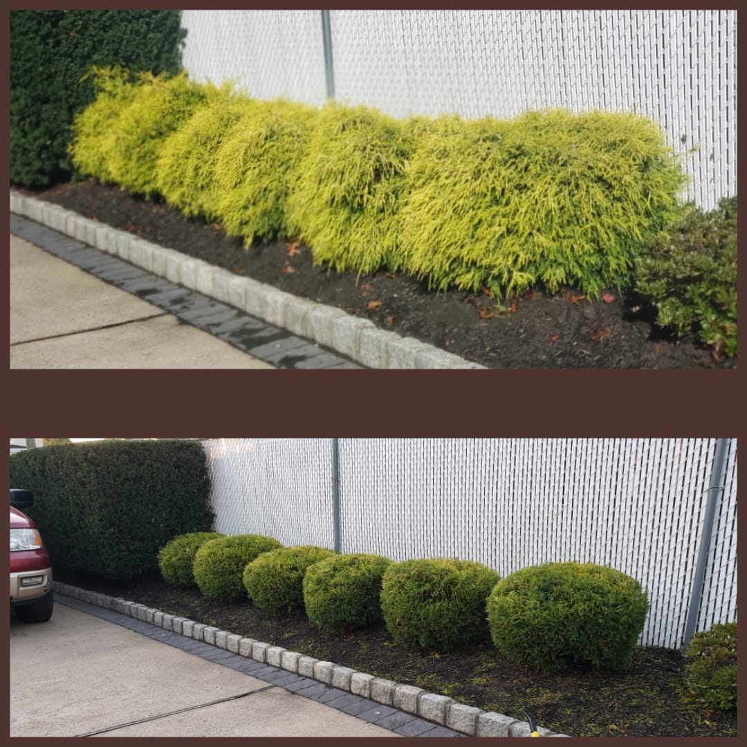 Trimming & Pruning preview
